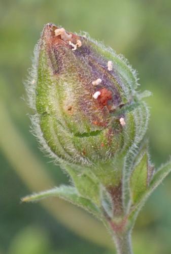 Hadena bicruris